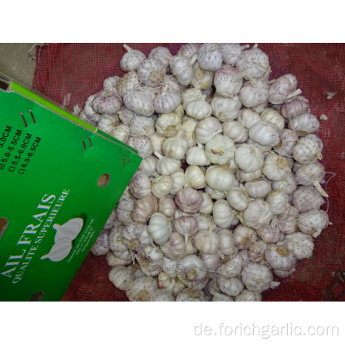 Normale Knoblauch-frische neue Ernte